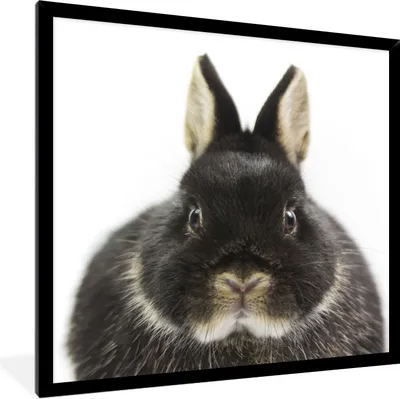 Produktbild von MuchoWow® Gerahmtes Poster Kaninchen - Haustiere - Fell 40x40 cm - Poster mit Schwarzem Bilderrahmen Wandposter Rahmen Foto Bilder - Mit Rahmen - Wanddekoration Schlafzimmer