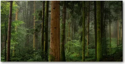 Produktbild von Tulup® Leinwandbild -100x50 cm - Wandkunst - Drucke auf Leinwand - Leinwanddruck  - Landschaften - Grün - Nebel im Wald