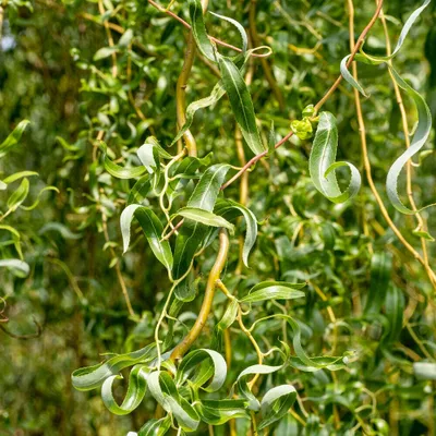 Produktbild von Bakker.com - Gewundene Trauerweide, Der topf / 2L / Lieferhöhe 80-100cm