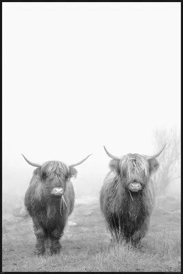 Produktbild von Kühe - Highland Cattle - 2 Rinder - Tiere Animals - Poster - Größe cm