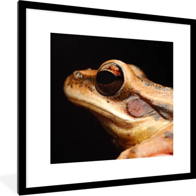 Produktbild von MuchoWow® Gerahmtes Poster Frosch - Auge - Schwarz 40x40 cm - Poster mit Schwarzem Bilderrahmen Wandposter Rahmen Foto Bilder - Poster - Plakat im Rahmen