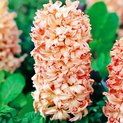 Produktbild von Hyazinthe Blumenzwiebeln Zwiebeln Blumen Hyacinthus Apricot Passion 3 St.