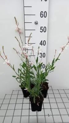 Obrázok produktu pre 6 x Gaura lindh. 'Short Form'( oenothera lindh.) - Gaura - Kvetináč 9 x 9 cm