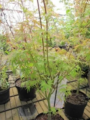 Produktbild von Ahorn palmatum Wilsons Pink Dwarf - Japanischer Fächerahorn 60-80