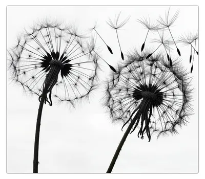 Produktbild von Spritzschutz Herdabdeckplatte Schneidebrett aus Glas Pusteblumen 1-Teilig (60x52cm)