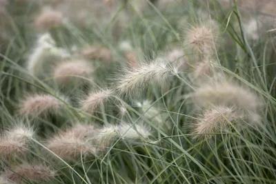 Produktbild von Pennisetum villosum, Lampenputzergras, flauschig, ca. 9x9 cm Topf