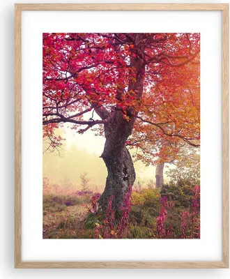 Produktbild von Gerahmtes Poster - Rahmen in heller Eiche - Baum Natur Wiese - 40x50 cm - Wand Bild - Wanddeko - Wandbilder - Kunstposter - Wandposter - Bilderrahmen - Bilder - Kunstdruck - Wandbild - P2NPA40x50-3658