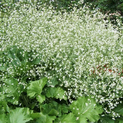 Obrázok produktu pre 6 x karfiol srdcovka - Crambe cordifolia | kvetináč 9 cm x 9 cm