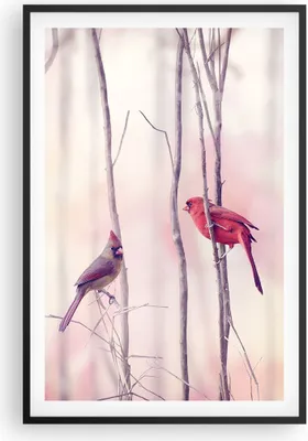 Produktbild von Gerahmtes Poster - Schwarzer Rahmen - Vögel Kardinal Scharlachrot - 61x91,5 cm - Wand Bild - Wanddeko - Wandbilder - Wandposter - Bilderrahmen - Bilder - Kunstdruck - Wandbild - P2BPA61x91-4256