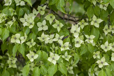 Produktbild von Cornus kousa chinensis 'China Girl', Chinesischer Blumen-Hartriegel, 80–100 cm