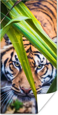 Produktbild von MuchoWow® Poster Versteckter Sumatra-Tiger zwischen dem Laub 80x160 cm - Kinderzimmer