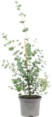 Produktbild von Eukalyptus - Eucalyptus gunnii - Höhe ca. 25 cm, Topf-Ø 14 cm