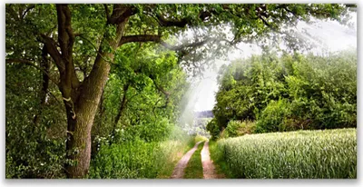 Produktbild von Tulup Leinwand-Bilder 120x60 Wandbild Canvas Kunstdruck Bäume Fußpfad Natur