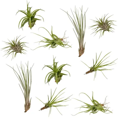 Produktbild von Tillandsia Air Mix 10 Luftpflanzen Ø6cm 6cm hoch pflegeleicht Zimmerpflanze