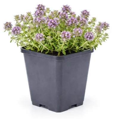 Produktbild von Thymus praecox „Purple Beauty“ – Sandthymian – 9 cm Topf – 10–25 cm – Set mit 48 Pflanzen