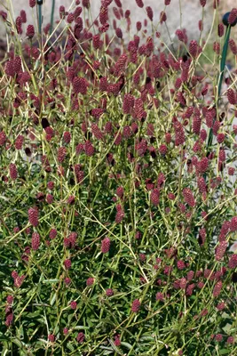 Produktbild von Sanguisorba officinalis 'Red Thunder', Wiesenknopf, rot, ca. 9x9 cm Topf