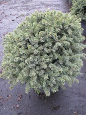 Produktbild von Picea glauca Echiniformis - Blaue Igelfichte Echiniformis - 30-40