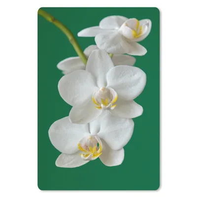 Produktbild von MuchoWow® Mauspad Mousepad Orchidee mit grünem Hintergrund 18x27 cm - Mousepads - Maus Mat - Pad - Mausunterlage