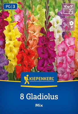 Produktbild von Kiepenkerl Großblumige Gladiole Holländische Mischung Gladiolus x Hybrida 8 Pflanzen