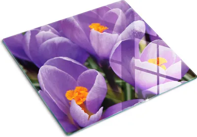 Imagen del producto de Placa de protección de vidrio – Cubierta para placa de cocina – Cubierta para placa de inducción – 60x52 cm – Limpieza fácil – Vidrio templado – Crocus morados