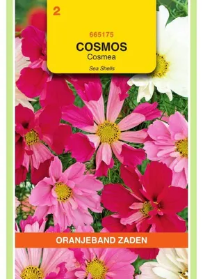 Imagen del producto de Semillas de la mezcla "Oranjeband Cosmos bipinnatus Sea Stars" - 1 paquete