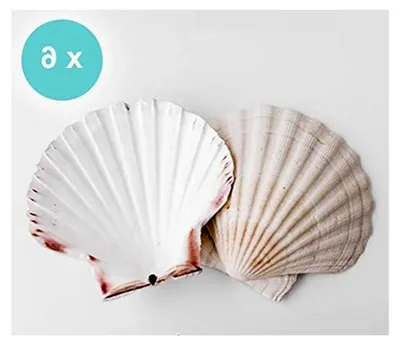 Produktbild von Flache Muschelschalen, extra groß, 10-13 cm, 6 Stück