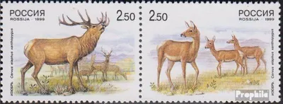 Produktbild von Briefmarken Russland 1999 Mi 723-724 Paar (kompl.Ausg.) postfrisch Isubra