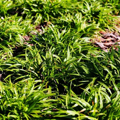 Produktbild von Luzula sylvatica Wald-Hainsimse 48 Pflanzen Ø9cm Höhe10-25cm winterhart Deko
