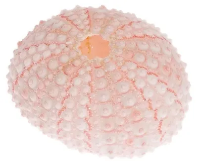 Rosa Seeigelgehäuse mit feinen Höckern auf der Schale