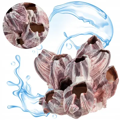 Image de Décoration d'aquarium, coquillage Barnacle 15 cm, cachette naturelle