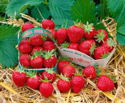 Produktbild von Fragaria 'Mara des Bois' -S-, Erdbeere, aromatisch, ca. 9x9 cm Topf