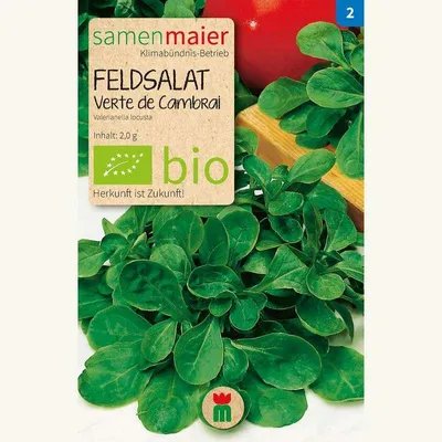 Artikelbild 1 von 'BIO Feldsalat Verte de Cambrai' aus der Kategorie Feldsalatsamen