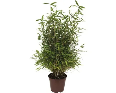 Obrázek produktu pro Bambus FloraSelf Fargesia murielae 'Neue Generation' 60-80 cm květináč 7,5 l