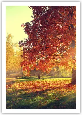 Produktbild von Poster - Poster ohne Rahmen - Park Herbst Baum - 70x100 cm - Wand Bild - Wanddeko - Wandbilder - Kunstposter - Wandposter - Bilder - Kunstdruck - Wanddekoration - Wandbild - P2XPA70x100-3654