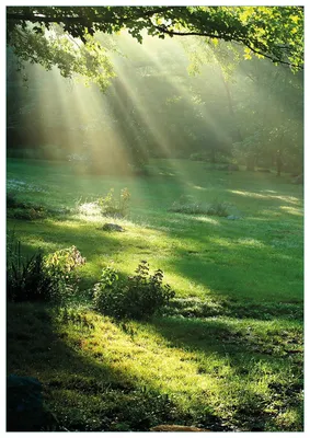 Produktbild von Wallario Premium Glasbild, freischwebende Optik, kräftige Farben, Größe 100 x 70 cm Motiv Sonnenstrahlen im Wald