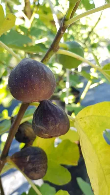 Image de Ficus carica 'Brown Turkey' / Figuier 'Brown Turkey'