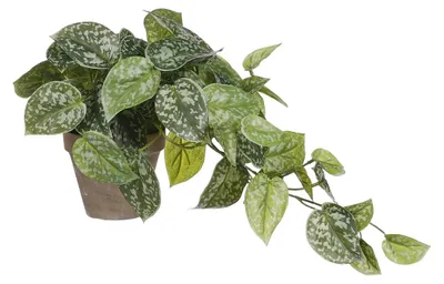 Produktbild von Kunstpflanze Mica Scindapsus im Topf Ø 17 cm H 44 cm