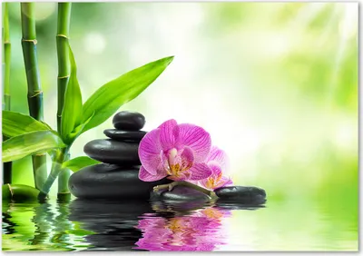 Produktbild von Tulup® Glas-Bild - 100 x 70 - Wandbild aus Glas - Wandkunst - Wandbild hinter gehärtetem Sicherheitsglas - Blumen & Pflanzen - Orchidee - Grün