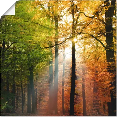 Produktbild von ARTland Poster Schöner Herbsttag 2 Größe: 50x50 cm