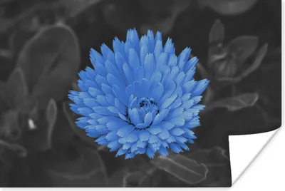 Produktbild von MuchoWow® Poster Blumen - Schwarz - Weiß - Blau 120x80 cm - Bilder