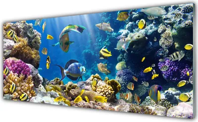 Produktbild von Glasbilder 125x50 Wandbild Druck auf Glas Korallenriff Natur