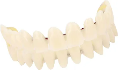Zdjęcie produktu dla 10szt Żywica Proteza dentystyczna Zęby Model nauczania Akcesoria do zaopatrzenia dentystycznego
