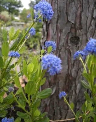 Produktbild von Säckelblume Victoria - Ceanothus impressus Victoria - immergrün (30-40)