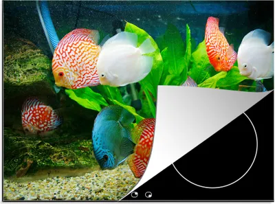 Produktbild von KitchenYeah© Herdabdeckplatte Fische in einem Aquarium , 75x52cm, Küche Deko, Glaskeramikkochfeld Herdabdeckung, Abdeckplatte fùr Kochfeld