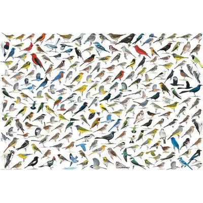 Produktbild von Eurographics Puzzle Vögel The World of Birds 2000 Teile Karton