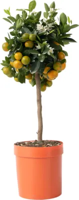 A potted citrus tree with small oranges and white flowers against a white background.
