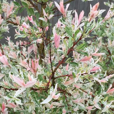 Produktbild von 2 x Japanische Harlekinweide - Salix integra 'Hakuro Nishiki' | 40-50 cm in Container