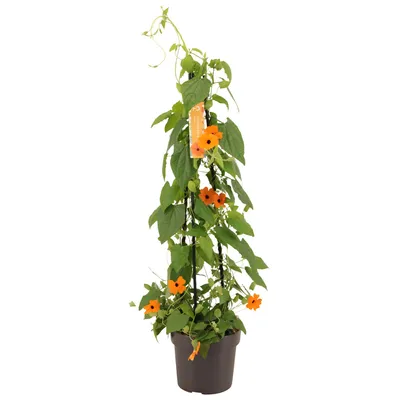 Produktbild von Schwarzäugige Susanne 70 cm XXL Thunbergia alata