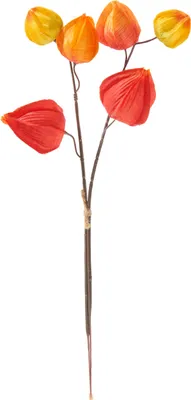 Produktbild von Physalis Zweig, 6 Lampionblüten, L 32 cm