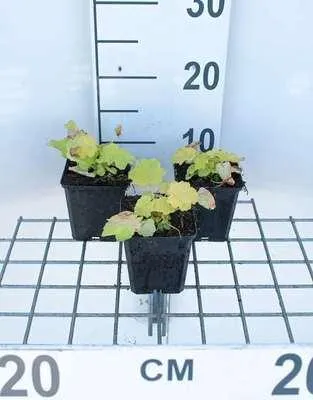 Produktbild von 6 x  Heuchera hybr. 'Citronelle'® - Purpurglöckchen - Topf 9 x 9 cm